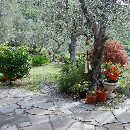 Lupo Solitario