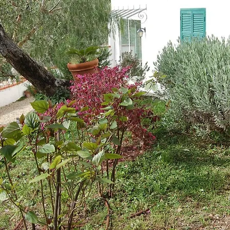 Lupo Solitario